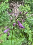 Image of longsepal beardtongue