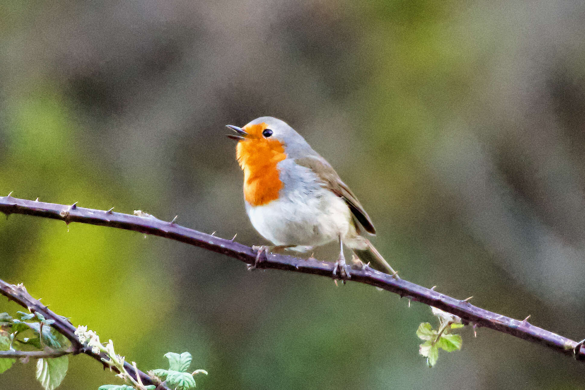 Imagem de Erithacus rubecula superbus Koenig & AF 1889