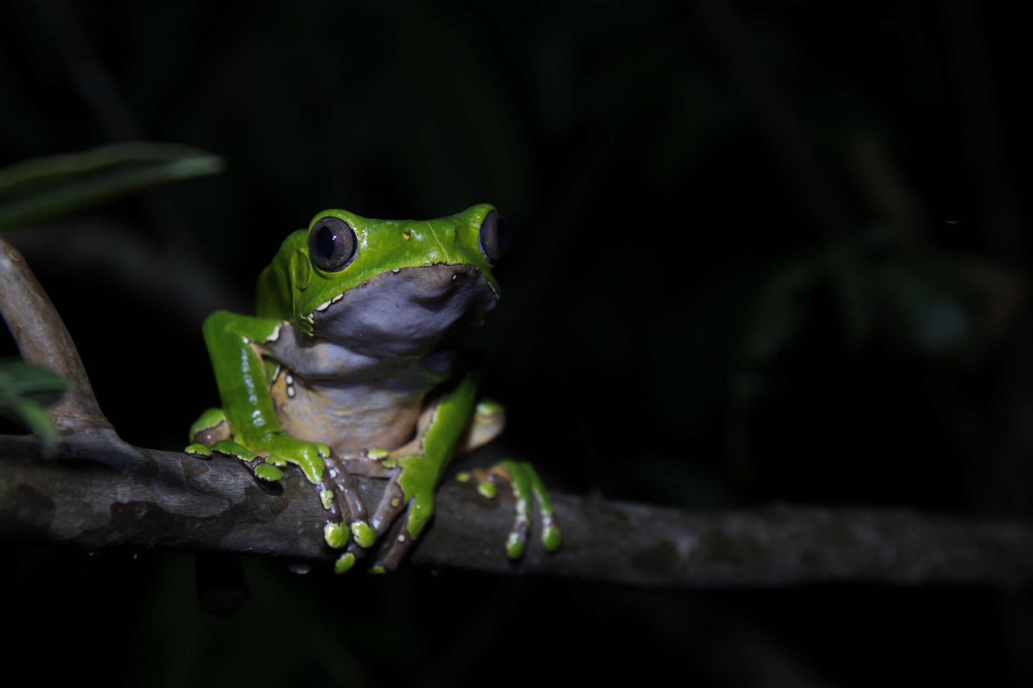 Image of Giant leaf frog