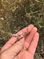 Image of Horsetail Knotweed