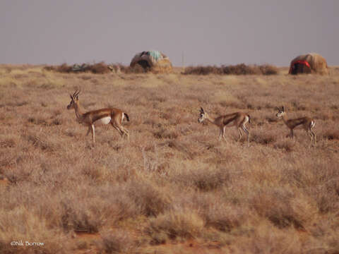 Image of Speke's gazelle