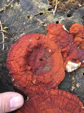 Ganoderma sessiliforme Murrill 1912的圖片