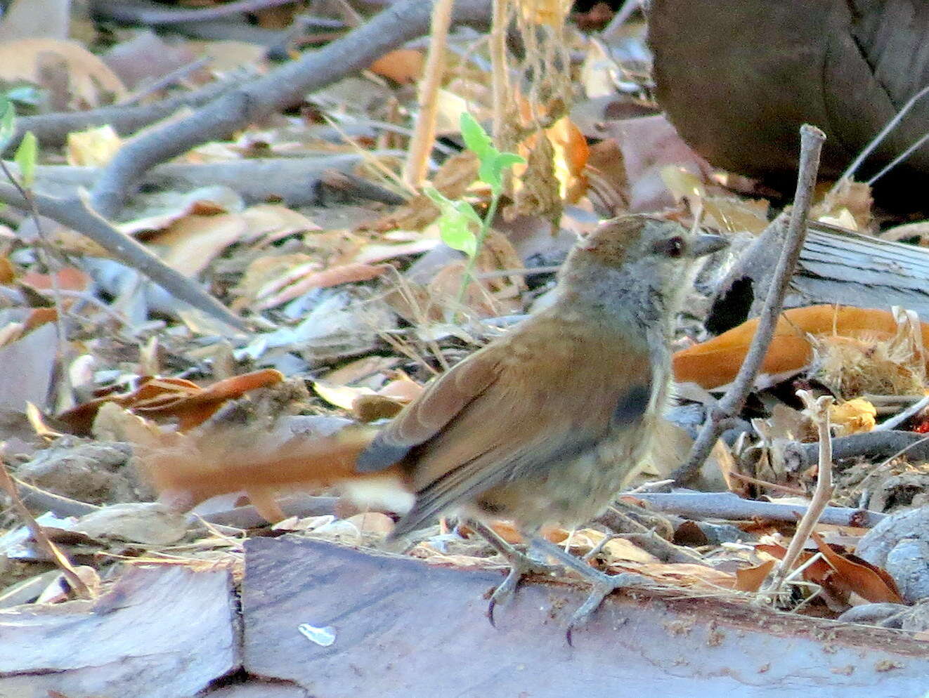 Image of Rufous-tailed Palm Thrush