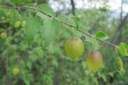 Image of Tinnea rhodesiana S. Moore