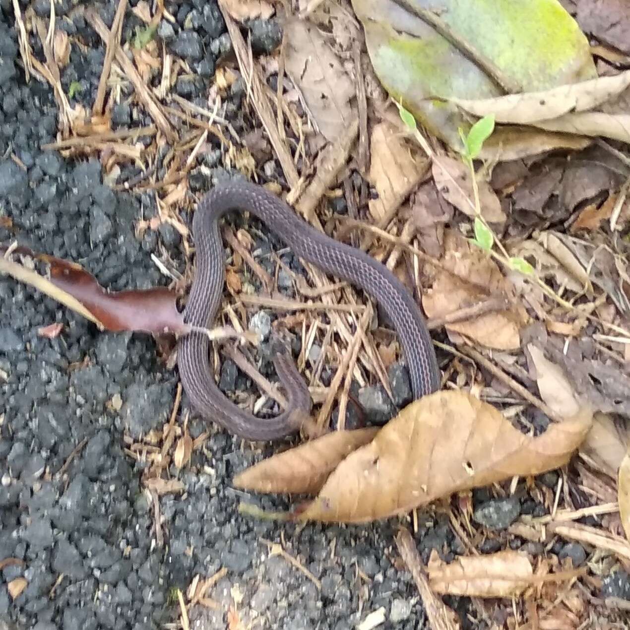 Image of Short-tailed Kukri Snake