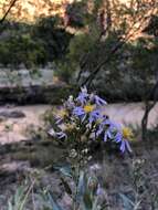 Image of gray aster