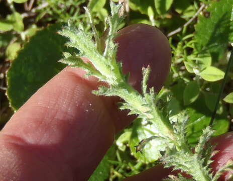 Image of Ursinia serrata (L. fil.) Spreng.