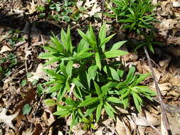 Image of American stoneseed