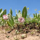 Sivun Trifolium kingii subsp. productum (Greene) D. Heller kuva