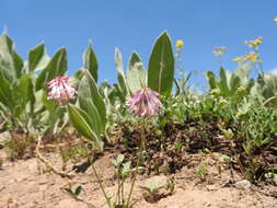 Image de Trifolium kingii subsp. productum (Greene) D. Heller