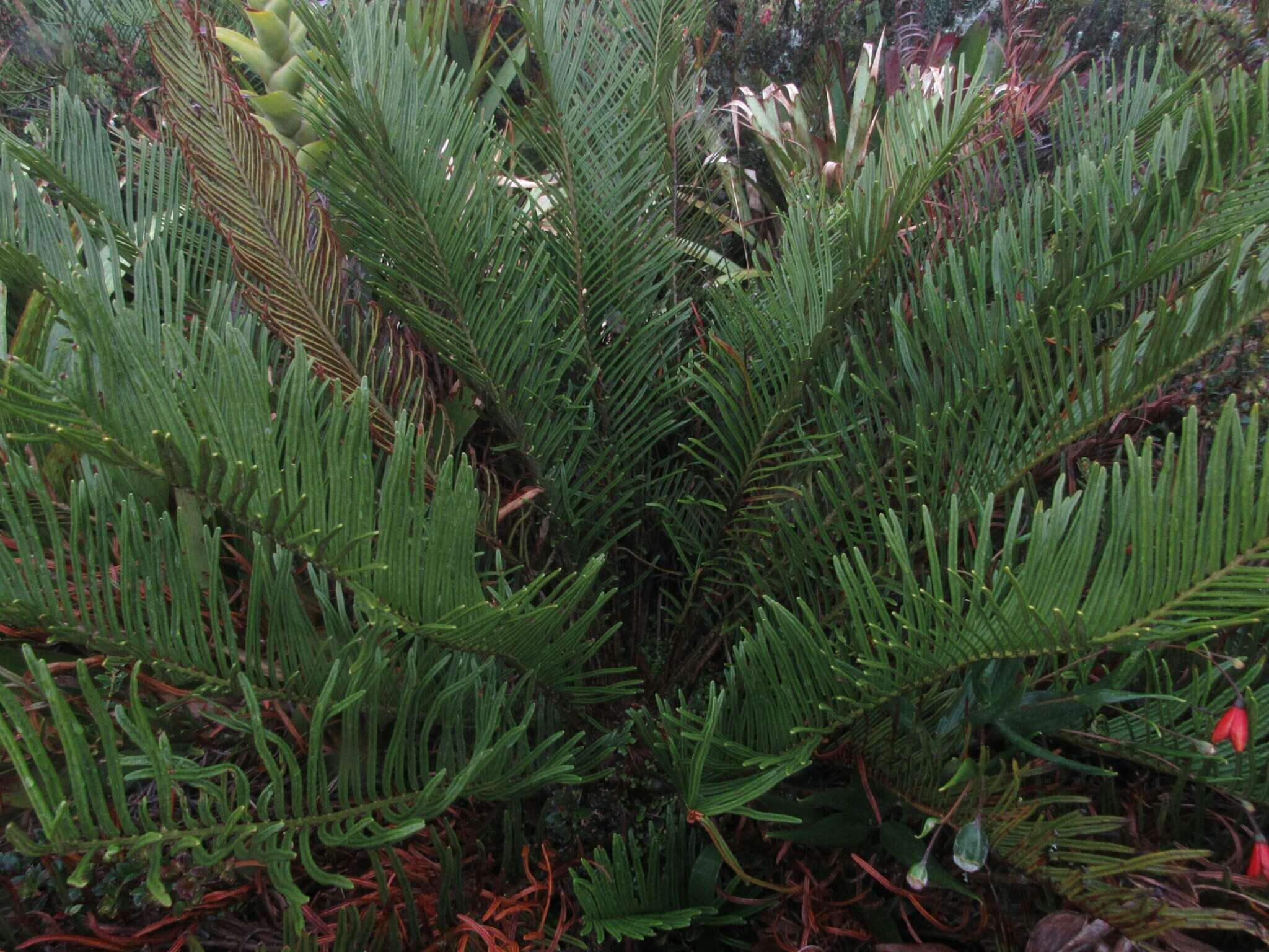 Image of Lomariocycas aurata (Fée) Gasper & A. R. Sm.