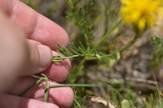 Image of Centaurea rupestris L.