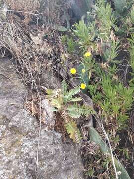 Image of Sonchus ustulatus subsp. ustulatus