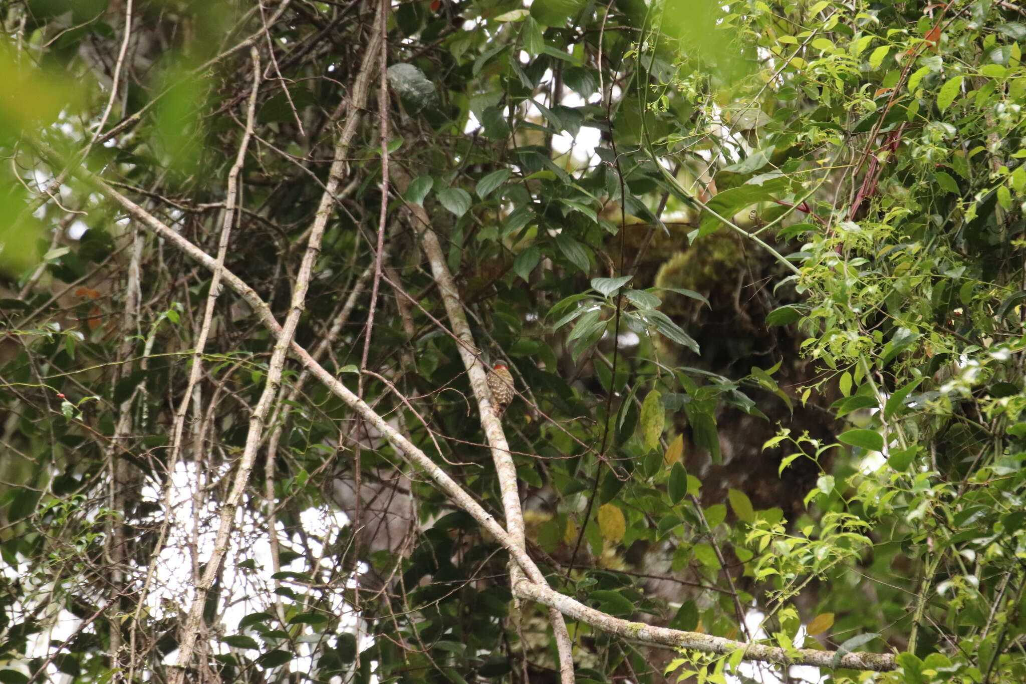 Image of Sulawesi Pygmy Woodpecker