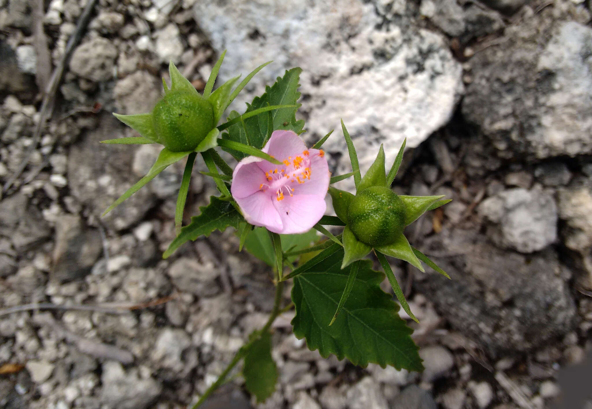 Imagem de Hibiscus phoeniceus Jacq.