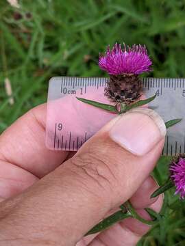 Image of Centaurea debeauxii Godron