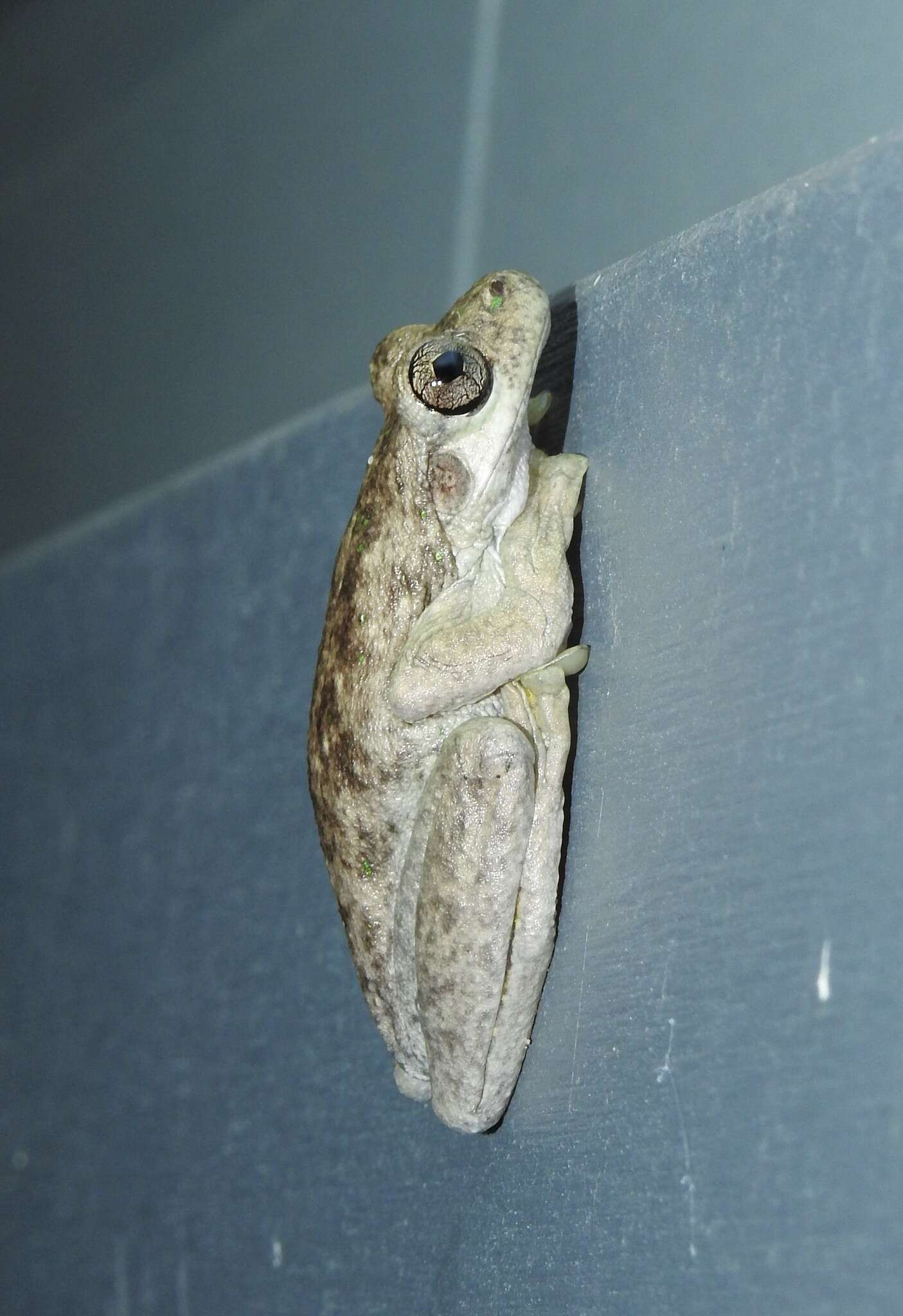 Image of Laughing Tree Frog