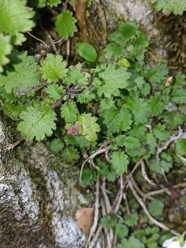 Image of Jovellana repens (Hook. fil.) Kränzl.