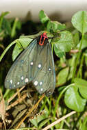 Sivun Taicallimorpha albipuncta (Wileman 1910) kuva