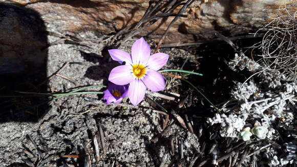 Image of Romulea atrandra var. esterhuyseniae M. P. de Vos