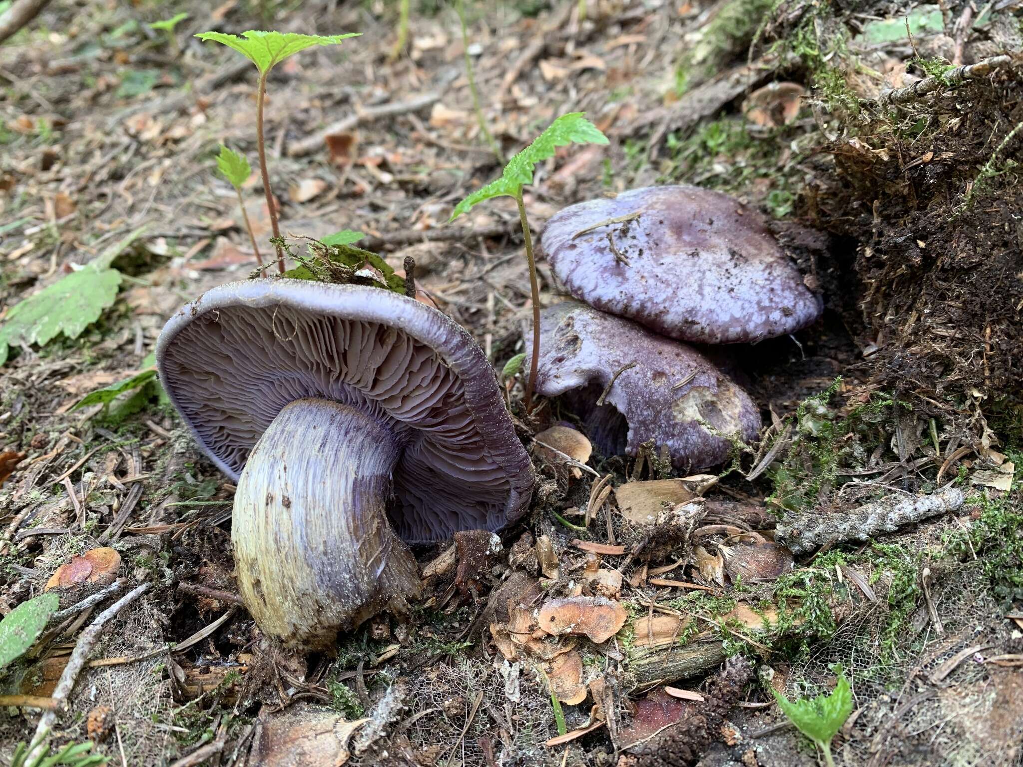 Image of Cortinarius subolivascens A. H. Sm. 1944