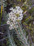 Image of Conospermum hookeri (Meissn.) E. M. Bennett