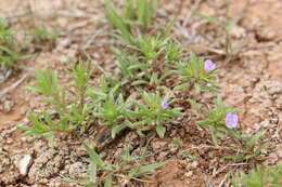 Image of Stevens' fiddleleaf