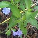 Imagem de Ruellia intermedia Leonard