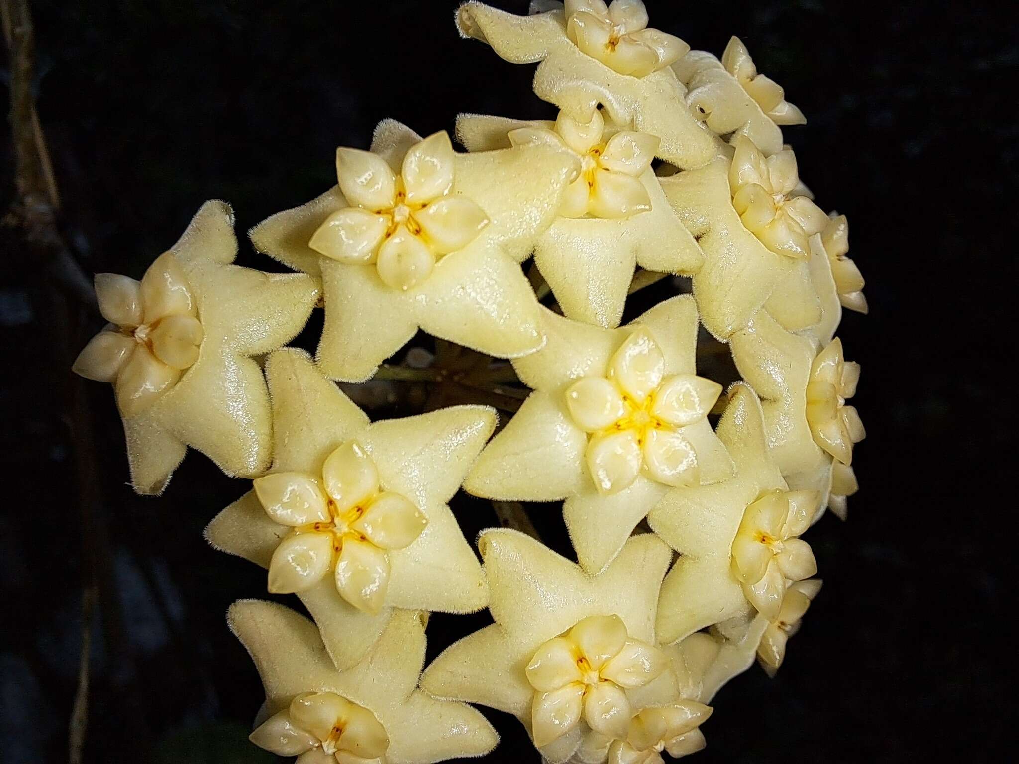 Image of Hoya pottsii Traill