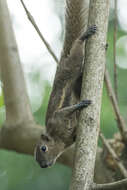 Image of Black-striped Squirrel