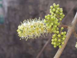 Image de Combretum albidum G. Don