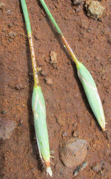 صورة Ferraria glutinosa (Baker) Rendle