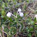 Image of <i>Andromeda <i>polifolia</i></i> var. polifolia L.