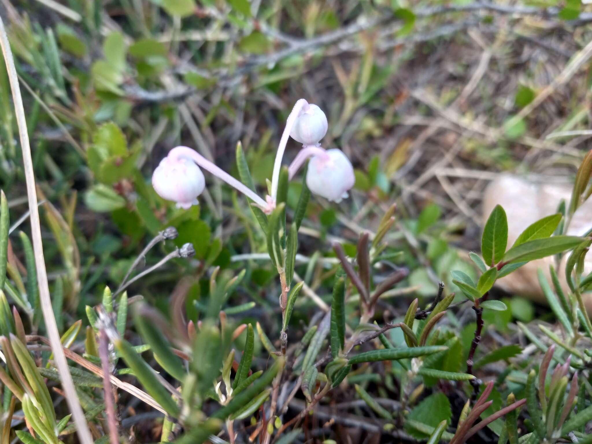 Image of <i>Andromeda <i>polifolia</i></i> var. polifolia