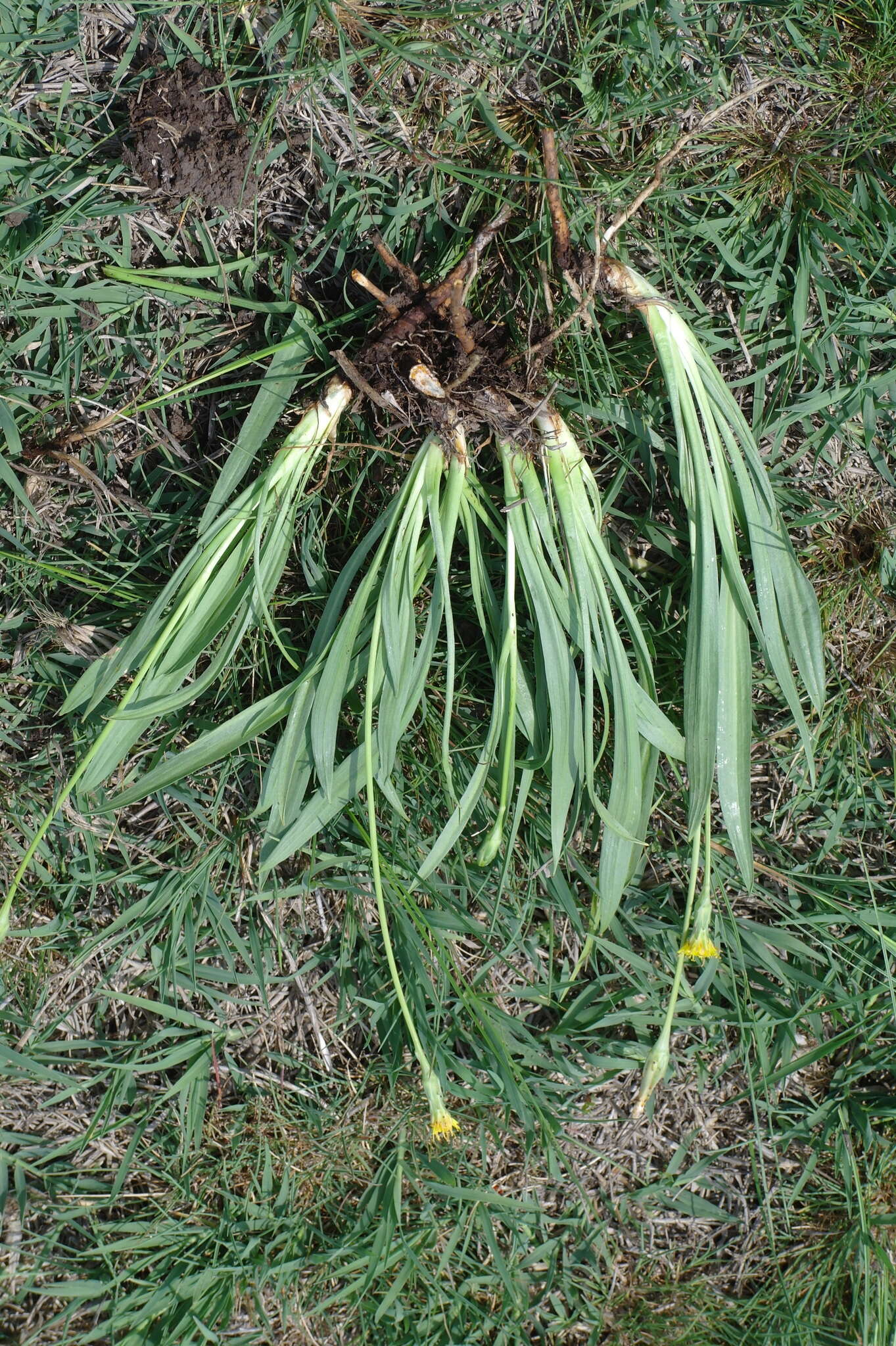 Image of Scorzonera parviflora Jacq.