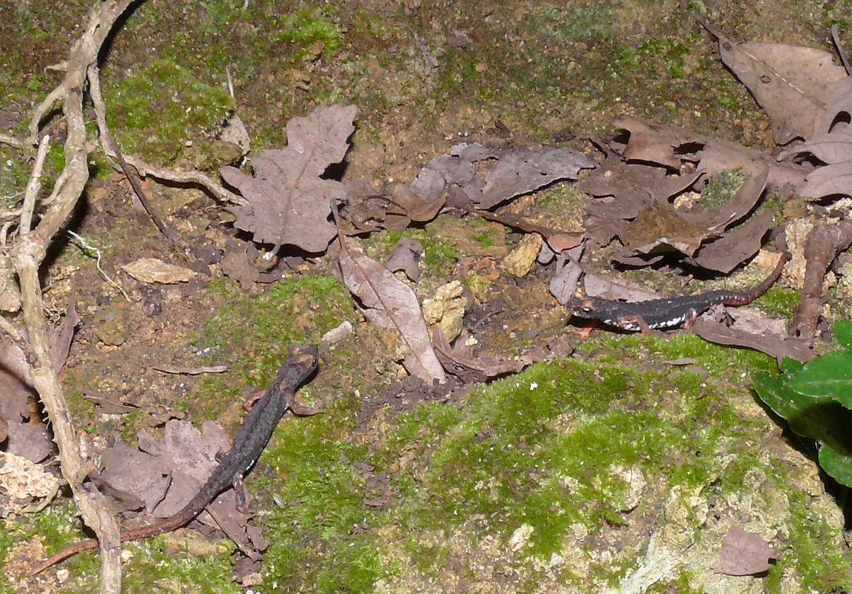 Image of spectacled salamander