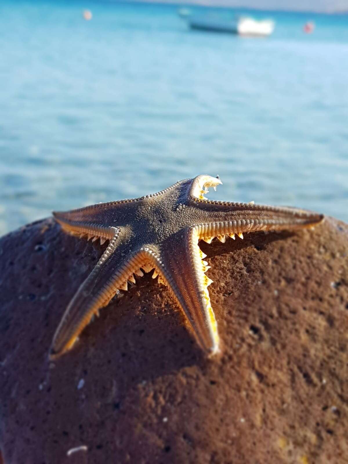 Image of Astropecten jonstoni (Delle Chiaje 1827)