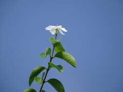 Image of Cameraria latifolia L.