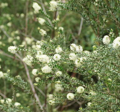 Image of bottlebrush teatree