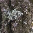 صورة Ramalina baltica Lettau