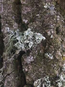 صورة Ramalina baltica Lettau