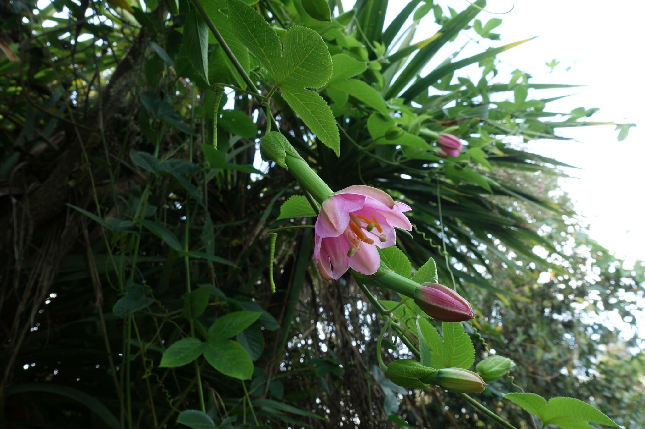 Imagem de Passiflora tripartita (A. Juss.) Poiret