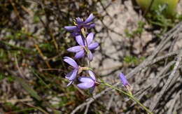 Imagem de Geissorhiza purpurascens Goldblatt