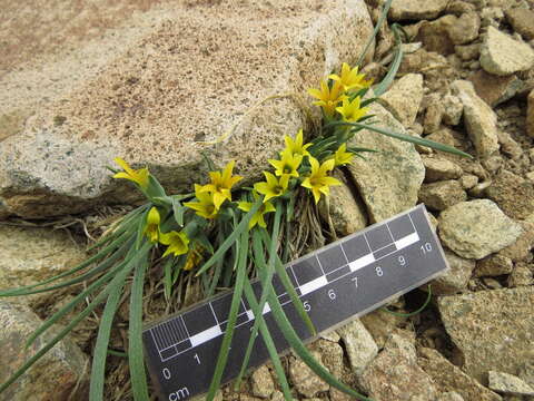 Image of Olsynium chrysochromum J. M. Watson & A. R. Flores