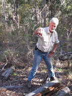 Image of Small-eyed Snakes