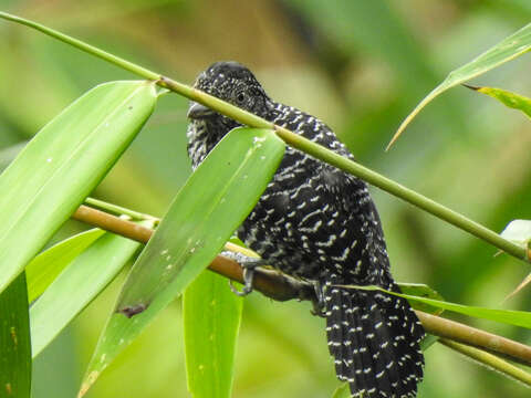 Image of Lined Antshrike