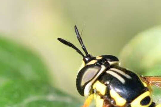 Image de Chrysotoxum elegans Loew 1841