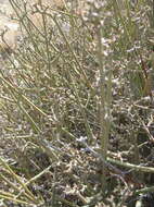 Image of Euphorbia racemosa E. Mey. ex Boiss.