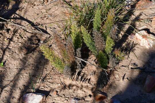 Image of Asparagus oliveri (Oberm.) Fellingham & N. L. Mey.