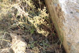 Image of Rosularia sempervivum (Bieb.) Berger
